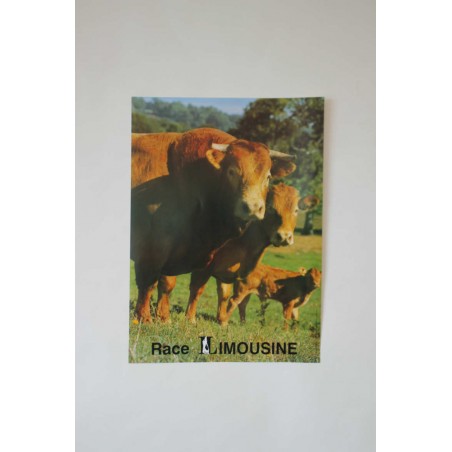 Poster Taureau vache veau