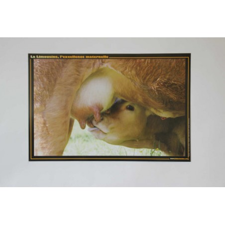 Poster Veau