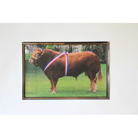 Poster Taureau