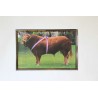 Poster Taureau